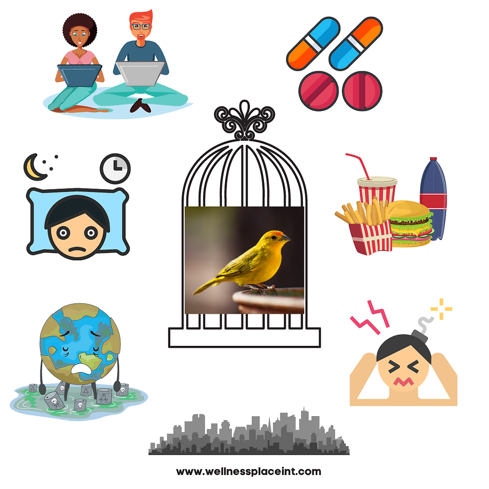 Canary in a modern coalmine infographic describing how toxins in modern world can affect sensitive people. Credit: Nicole Cullinan @wellnessplaceint