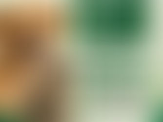 Projeto Amigo Sincero discute políticas públicas e direitos dos animais em audiência pública na Câmara Municipal de Simões Filho
