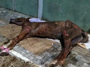 “É uma vida que se perde por irresponsabilidade humana e negligência da gestão do poder público”, denuncia Silvia Bastos, ativista e protetora dos animais, sobre morte do cavalo em Simões Filho