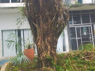DERRUBADA DE ÁRVORES EM NOME DA ESTÉTICA: Atual gestão da prefeitura de Simões Filho prioriza paisagismo em meio à crise nas comunidades