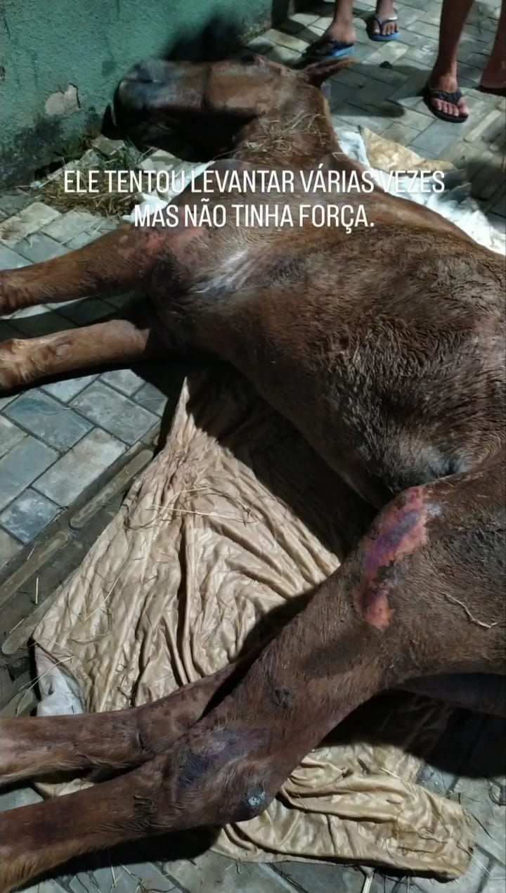Reprodução