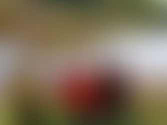 SIMÕES FILHO EM ALERTA: Tragédia no Eco Parque Maanaim expõe falhas de segurança no local