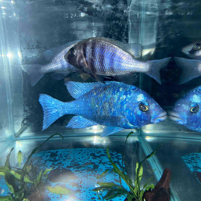African Cichlids