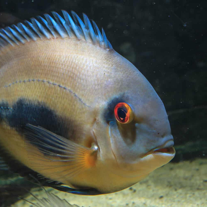 Cichlids
