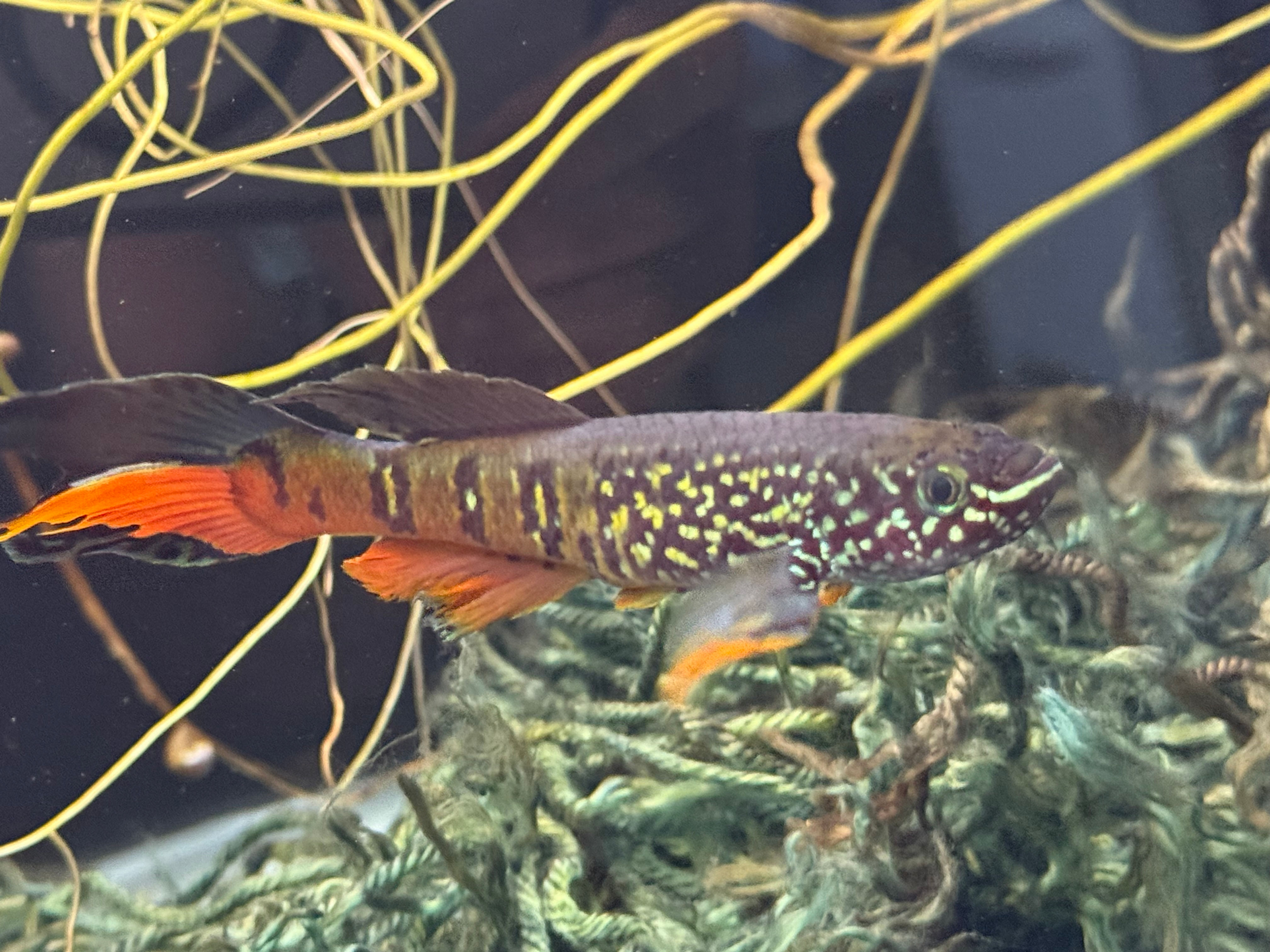 Blue Gularis “Dwarf Red” ( Fundulopanchax sjoestedti )