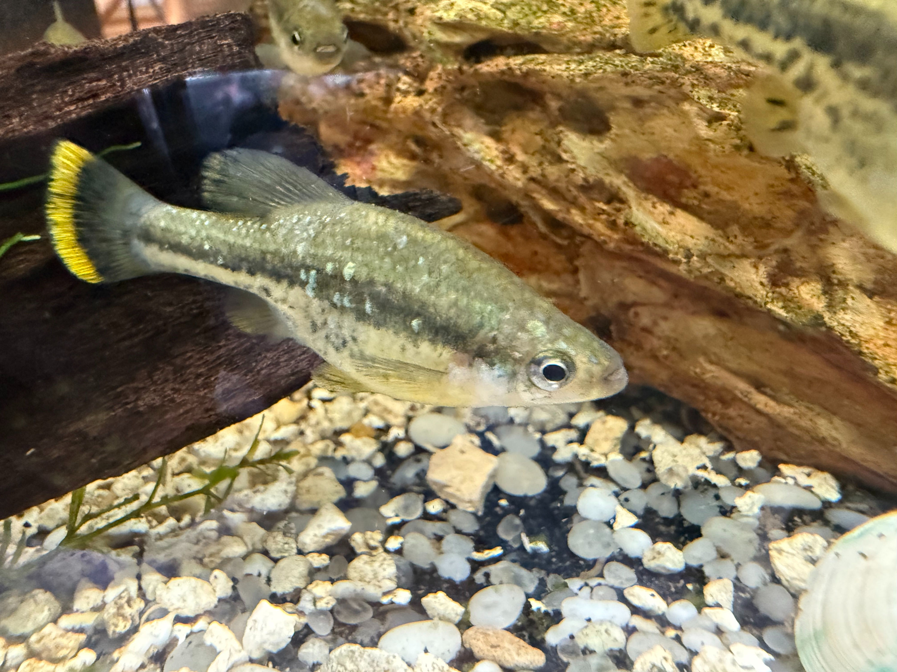 Limia Perugia ( R Miller 66)