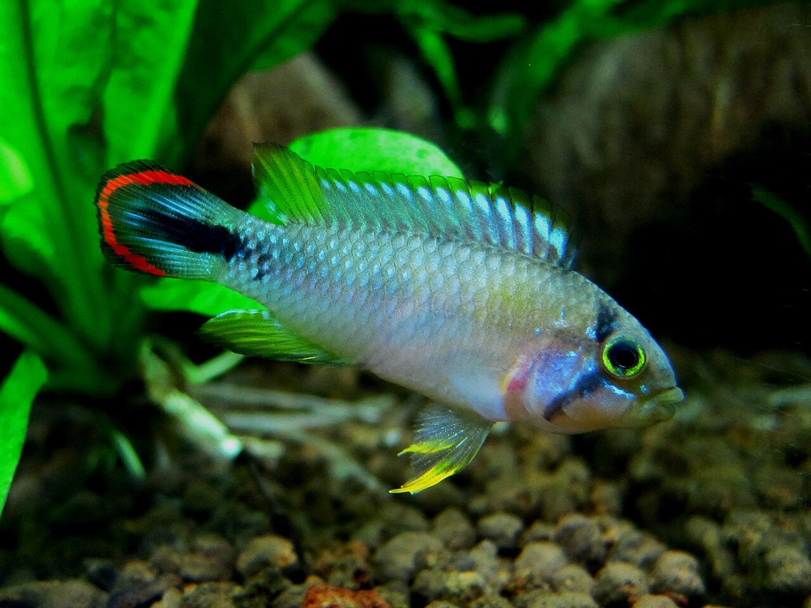 Uncle Joe's aquarium livestock