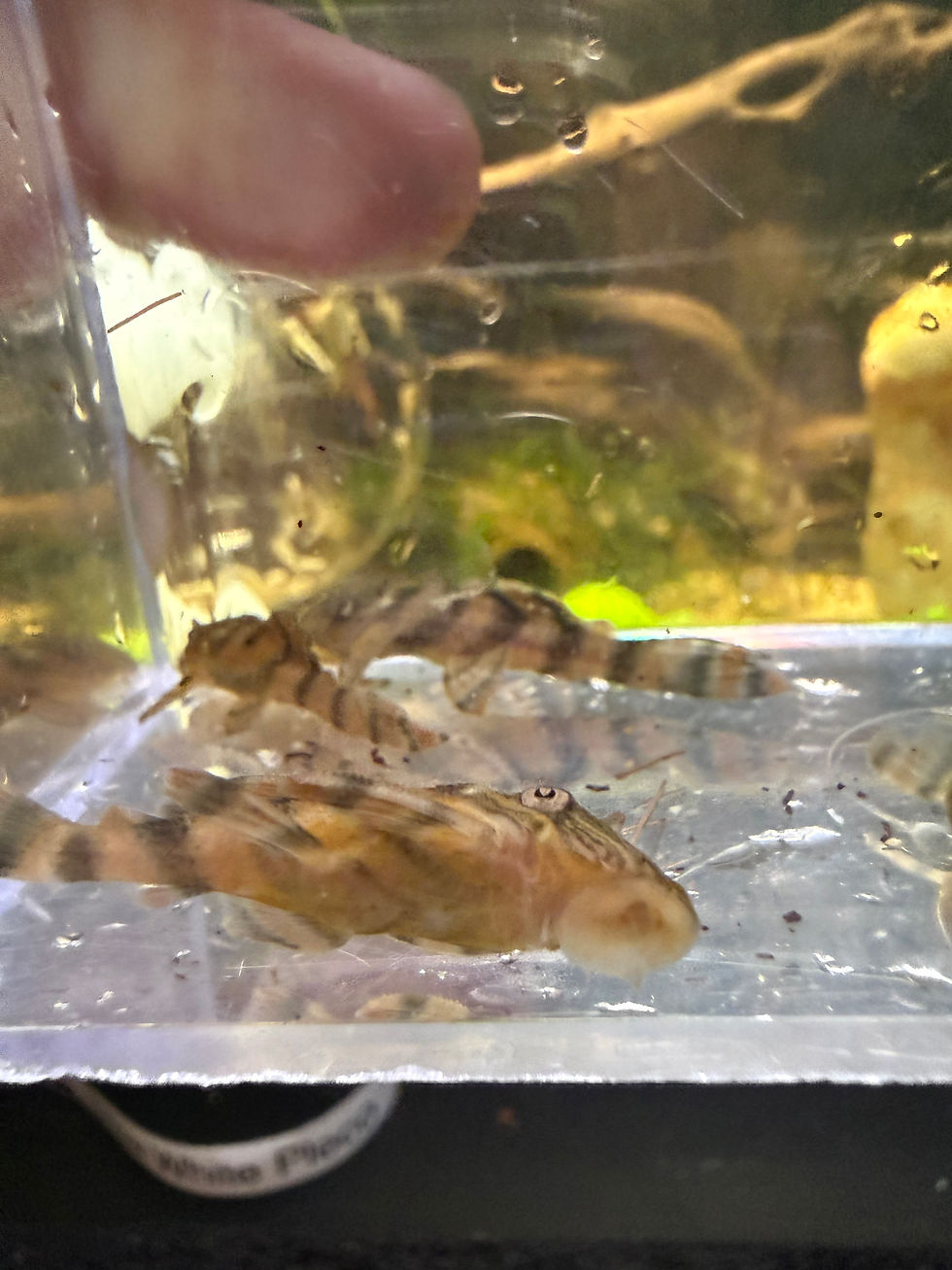 Thumbnail: L397 Pleco — Red Tiger Panaqolus