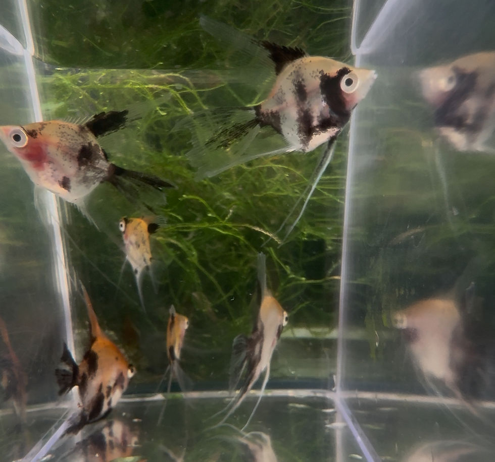 Thumbnail: Red Top Angel