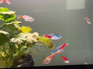 Domestically Bred Fish for Sale - Shop Today!