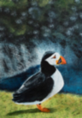 Puffin on Skomer Island