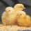 サムネイル： Cobb500 broiler chicks