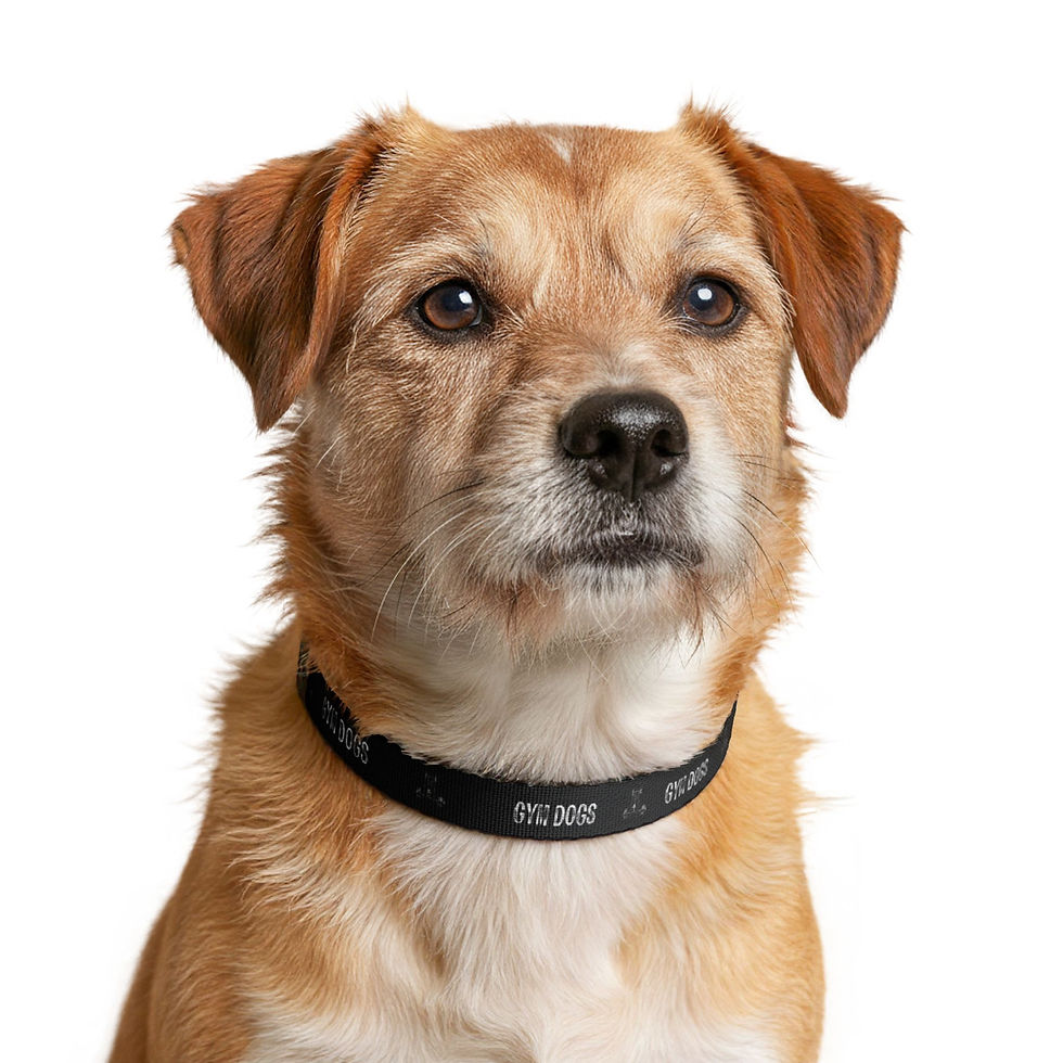 Thumbnail: Gym Dogs Clip-on Pet Collar | Black, Adjustable Nylon