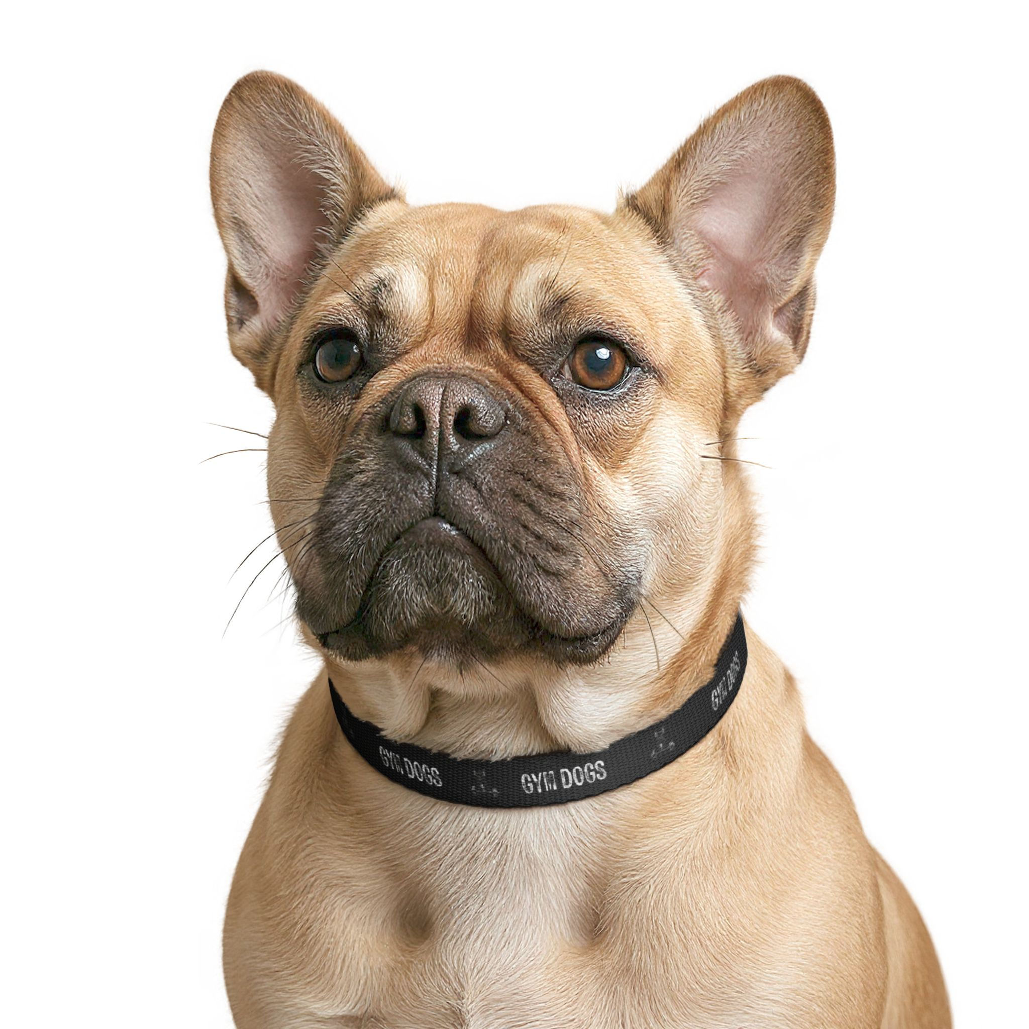Gym Dogs Clip-on Pet Collar | Black, Adjustable Nylon