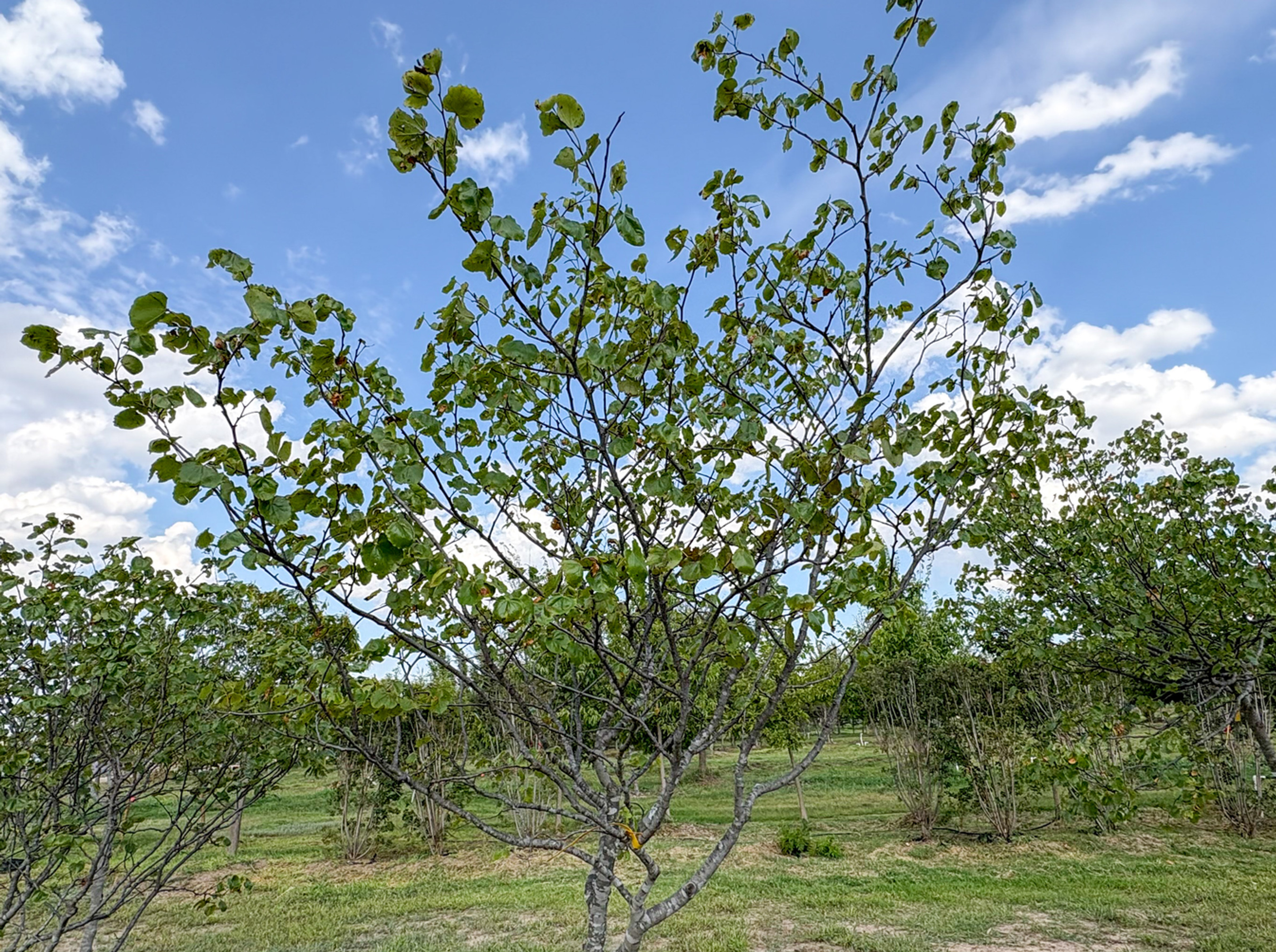 Redbud tree at Custom Gardens Nursery landscaping Amarillo Texas