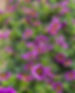 custom-gardens-amarillo-landscaping-nursery-5.jpg
