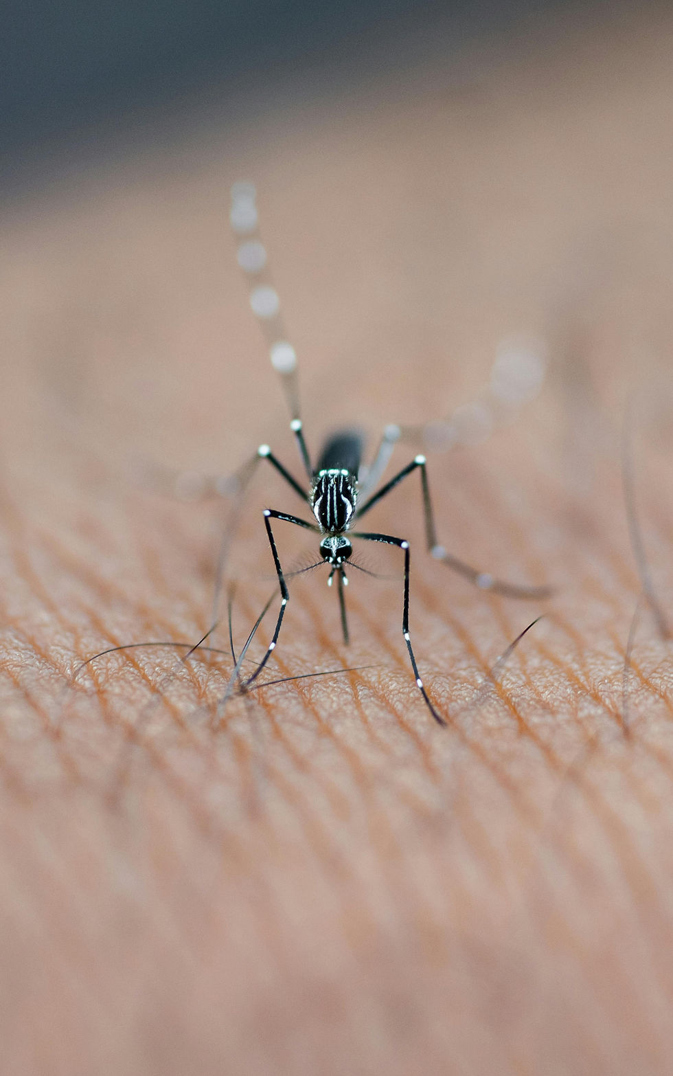 mosquito_002.jpg