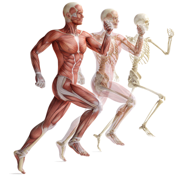 Morfofisiologia