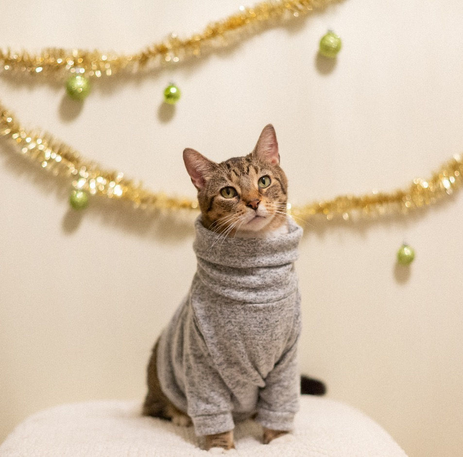 Thumbnail: Cowl Neck Sweater