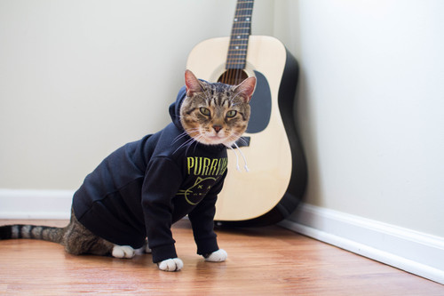 purrvana cat hoodie