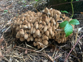 Forest School