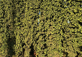 hops1.png
