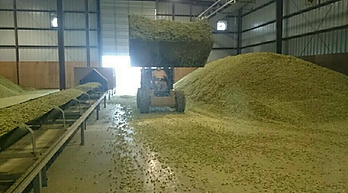 hops13.png