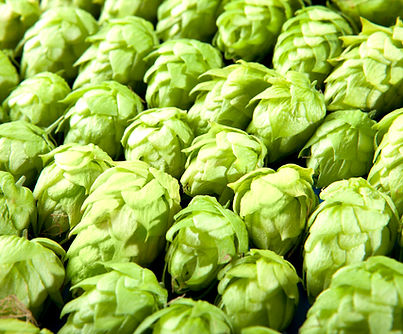 hops-year-round-arizona-FT-BLOG0119_edit