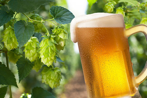 bigstock-Beer-43190713.jpg