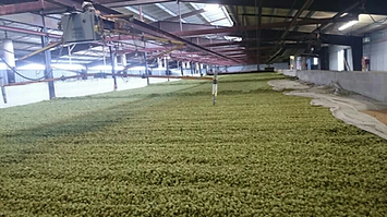 hops8.png