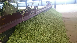 hops10.png