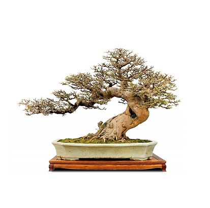 China bonsai .jpg