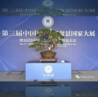 China Ding best bonsai .jpg