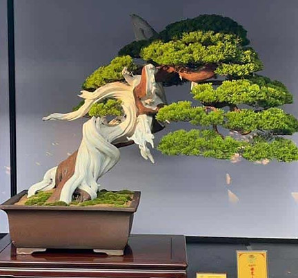 WBFF warming up bonsai award.jpg