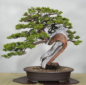California Juniper - George Haas.JPG