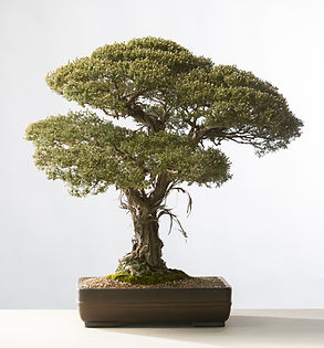 woolly tea tree.jpg