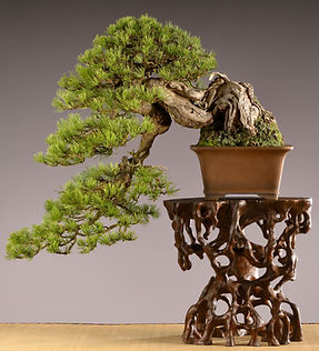 02184 Pinus mugo Hartmut Münchenbach