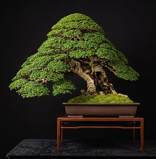 Premna Microphyla Mr.Sombat Pradrew