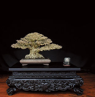 indonesia bonsai (13).jpeg
