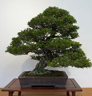 YuukiSuzuki - Masayuki Fujikawa.jpg
