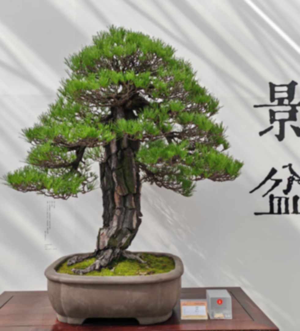 Penjing Zhang xiaobao.jpg