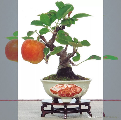 apple bonsai.jpg