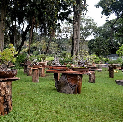 Duban Bonsai Society event.jpg