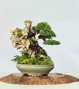 Shimpaku 02 - Carlos Tramujas Bonsai.jpg