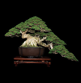 indonesia bonsai (2).jpg