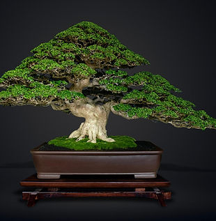 indonesia bonsai  (9).jpeg