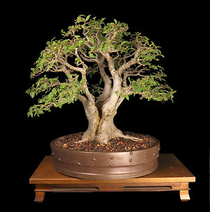 Celtis Africana Jonathan Cain.jpg
