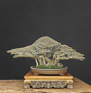 indonesia bonsai (3).jpeg