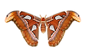 Attacus_atlas_Transparent.png
