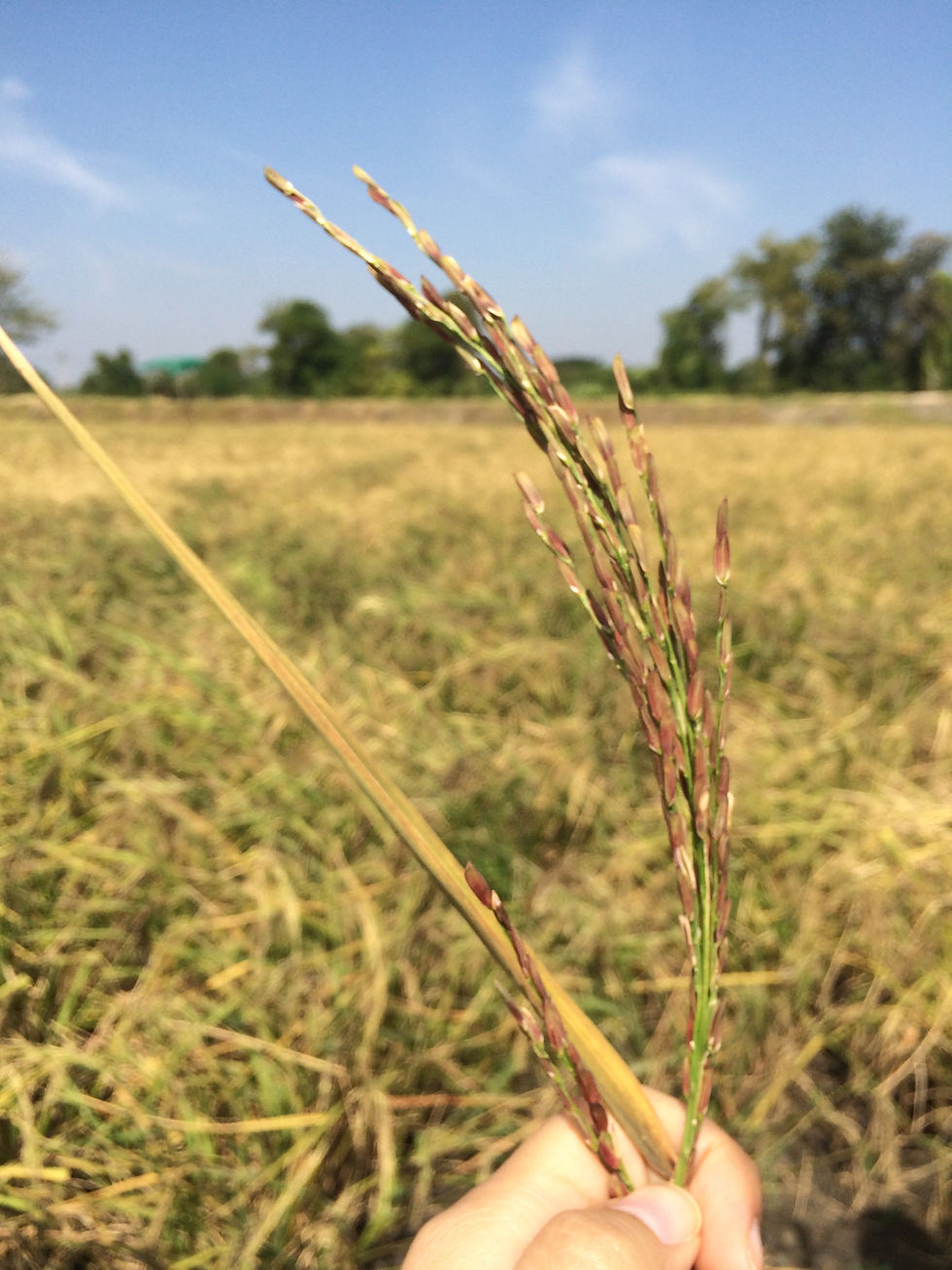 Thai Organic Rice